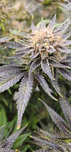 Growreport Bild 28