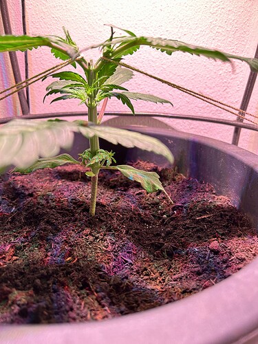 Growreport Bild 7