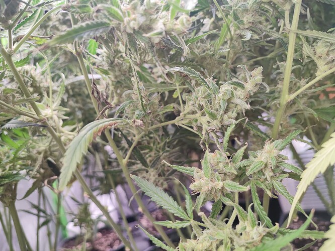 Growreport Bild 2