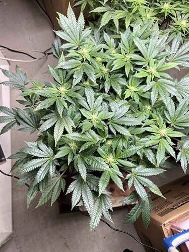 Growreport Bild 1