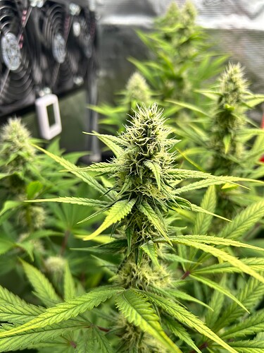 Growreport Bild 5