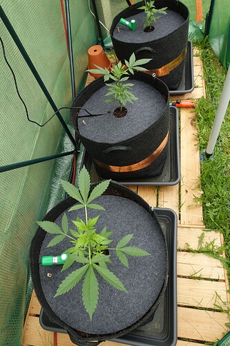 Growreport Bild 1