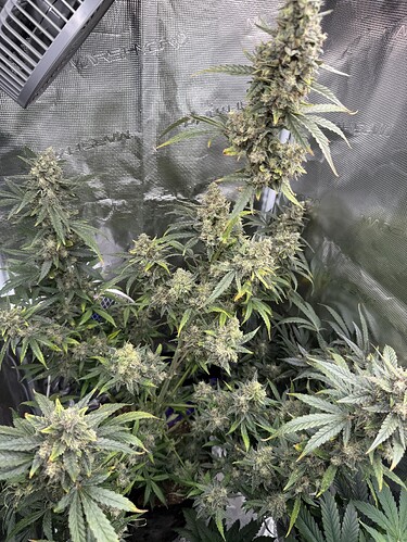 Growreport Bild 25