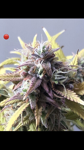 Growreport Bild 19