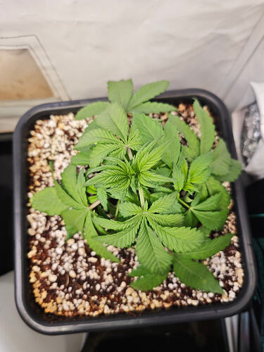 Growreport Bild 29