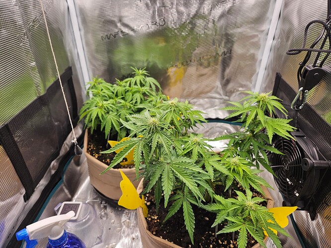 Growreport Bild 54