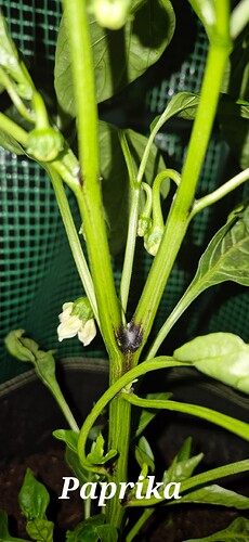 Growreport Bild 9