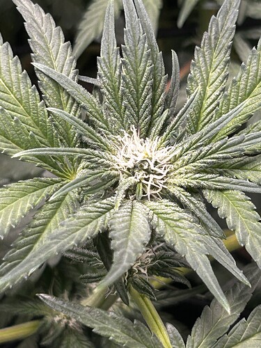 Growreport Bild 27