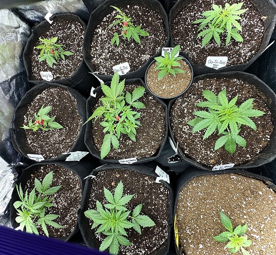 Growreport Bild 3