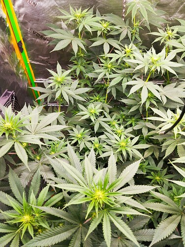 Growreport Bild 24