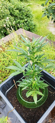 Growreport Bild 6