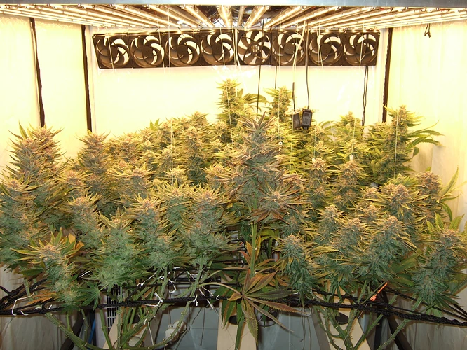 Growreport Bild 30