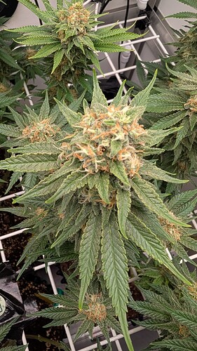 Growreport Bild 17