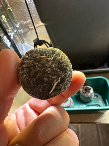 Growreport Bild 52