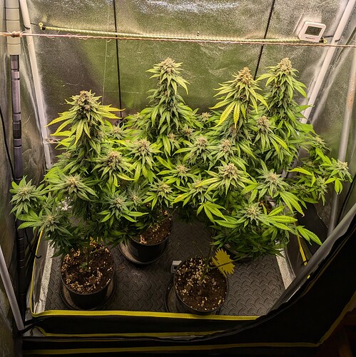 Growreport Bild 2