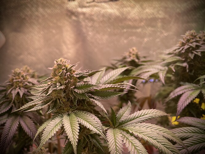 Growreport Bild 11