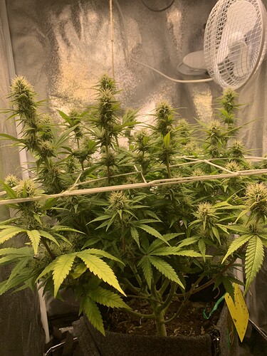 Growreport Bild 1
