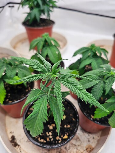 Growreport Bild 2