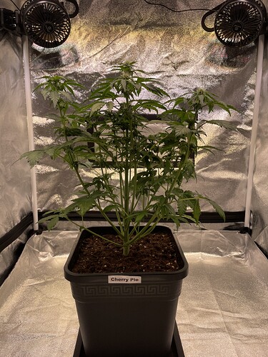 Growreport Bild 4