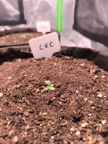 Growreport Bild 44