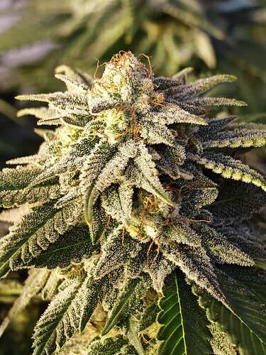 Growreport Bild 15