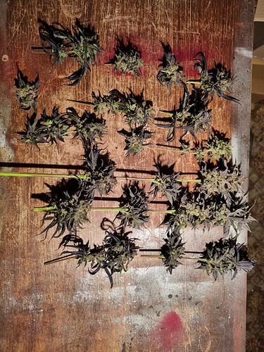 Mehrere frisch geerntete Cannabis-Buds, einige mit dunklen Blättern, liegen auf einer abgenutzten Holzoberfläche.