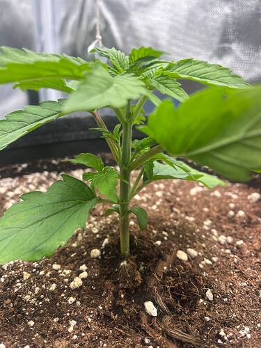 Growreport Bild 9