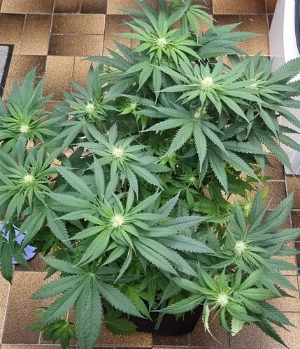 Growreport Bild 13
