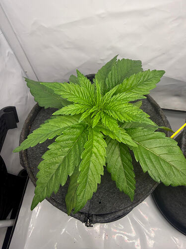 Growreport Bild 3