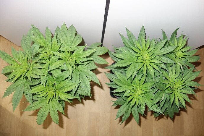 Growreport Bild 10