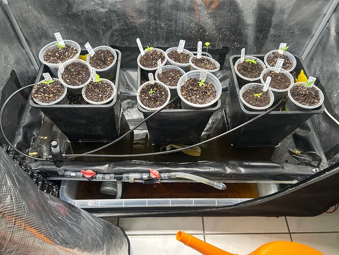 Growreport Bild 27