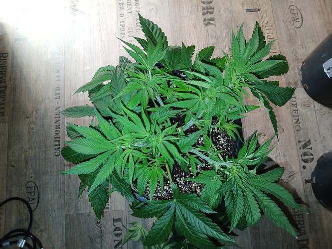Growreport Bild 25