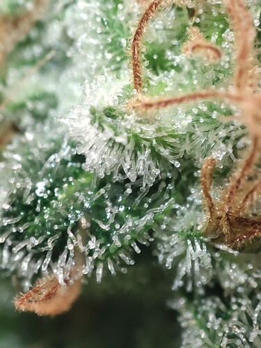 Growreport Bild 43
