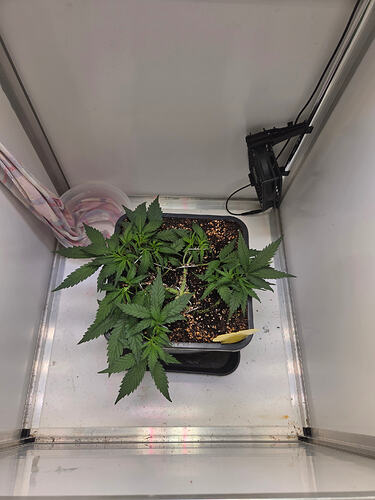 Eine junge Cannabispflanze in einem quadratischen Topf innerhalb einer Growbox, von oben fotografiert.