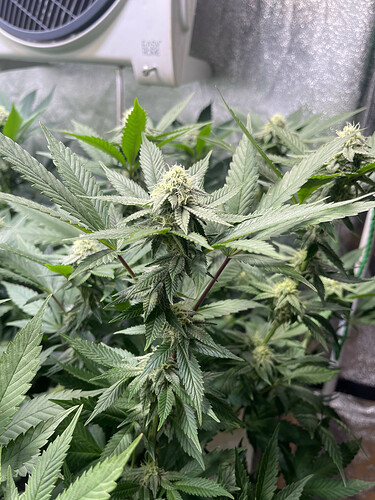 Growreport Bild 5