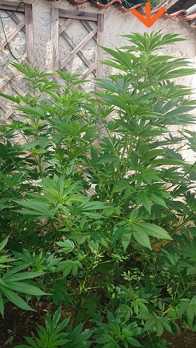 Growreport Bild 23