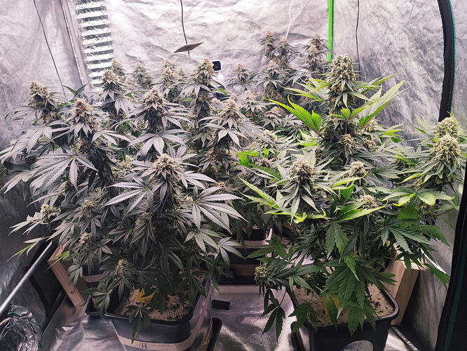 Growreport Bild 28