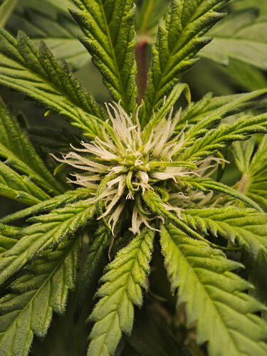 Growreport Bild 21