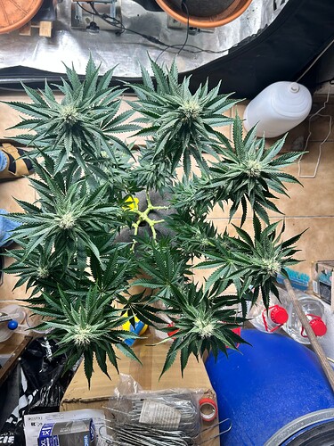 Growreport Bild 25
