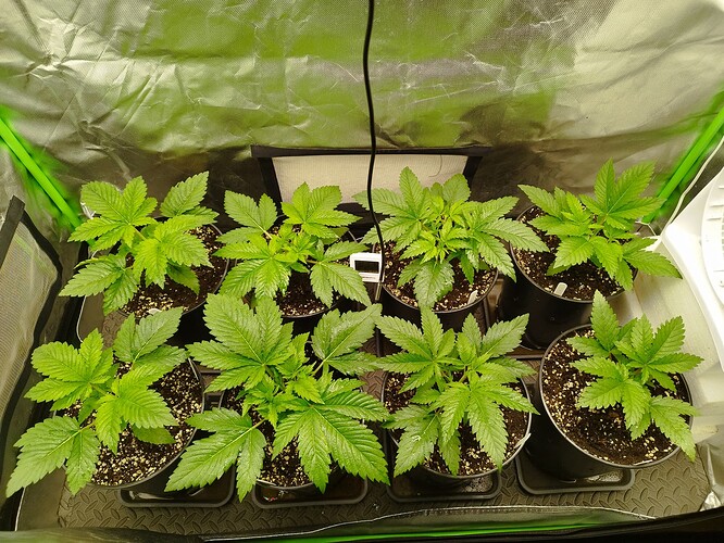 Growreport Bild 3