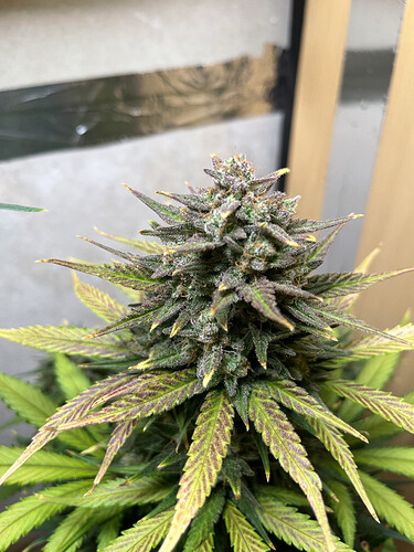 Growreport Bild 3