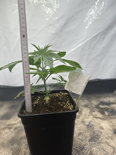 Growreport Bild 18