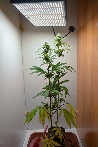 Banananas ca-BT22