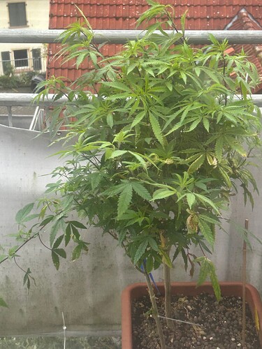 Growreport Bild 15