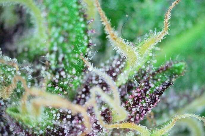 Grow25_1006_Trichome_DP_3