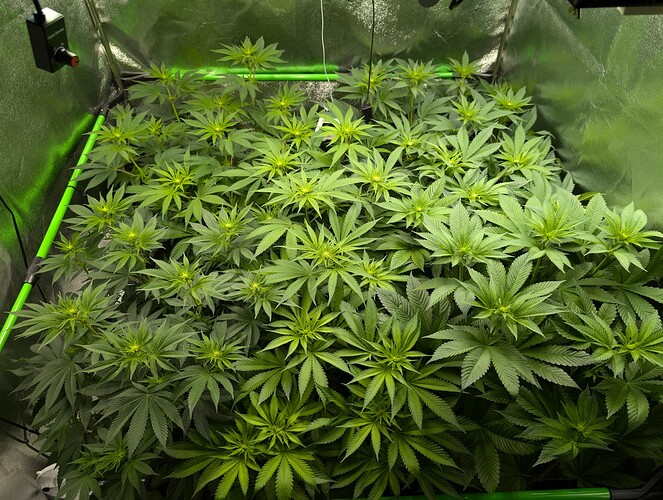 Growreport Bild 3