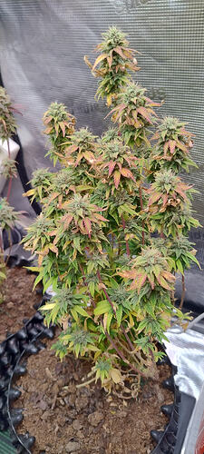 Growreport Bild 10