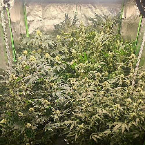 Growreport Bild 13