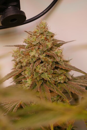 Growreport Bild 2