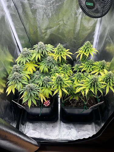 Growreport Bild 9